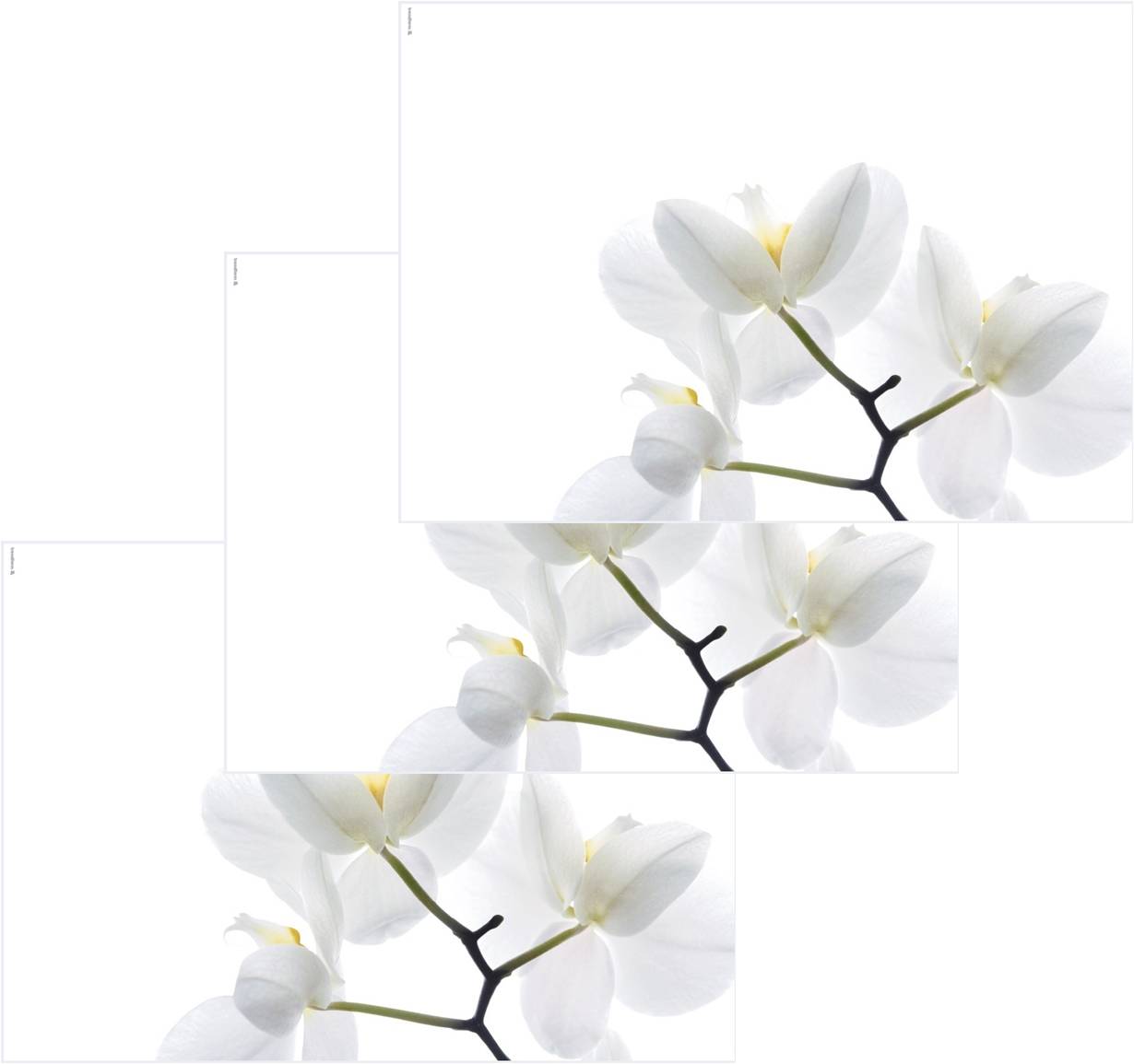 3 Tischsets décor White Orchid 45 cm x 32 cm